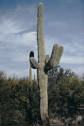 Saguaro im Organ Pipe NM, AZ; höchstens 150 Jahre alt