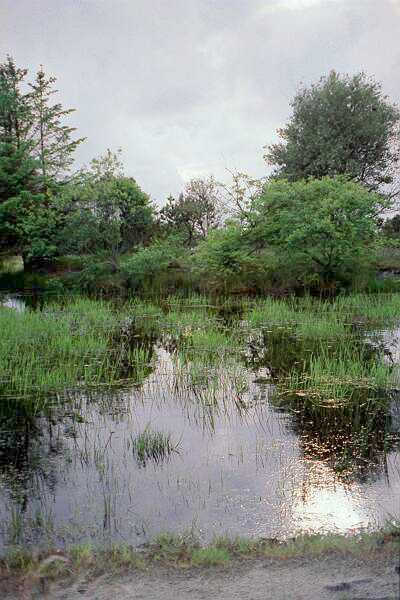 Abendstimmung am kleinen See