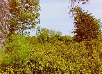 Waldlandschaft bei Carnac