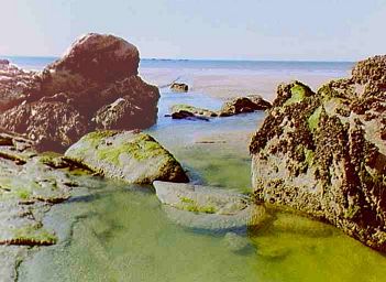 Carnac - gr&uuml;ne Felsen und Meer