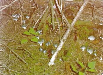 Pilze in der Rh�n