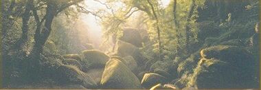 Wald von Huelgoat